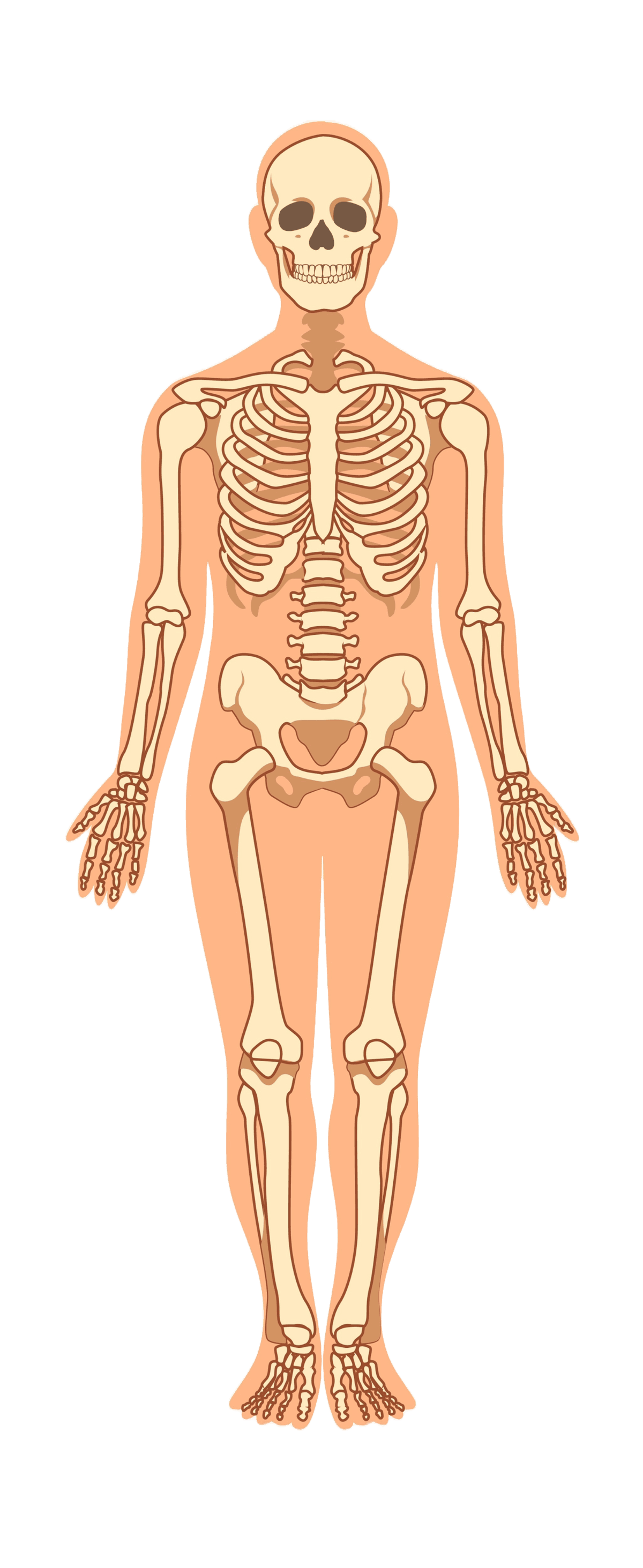 Body Diagram
